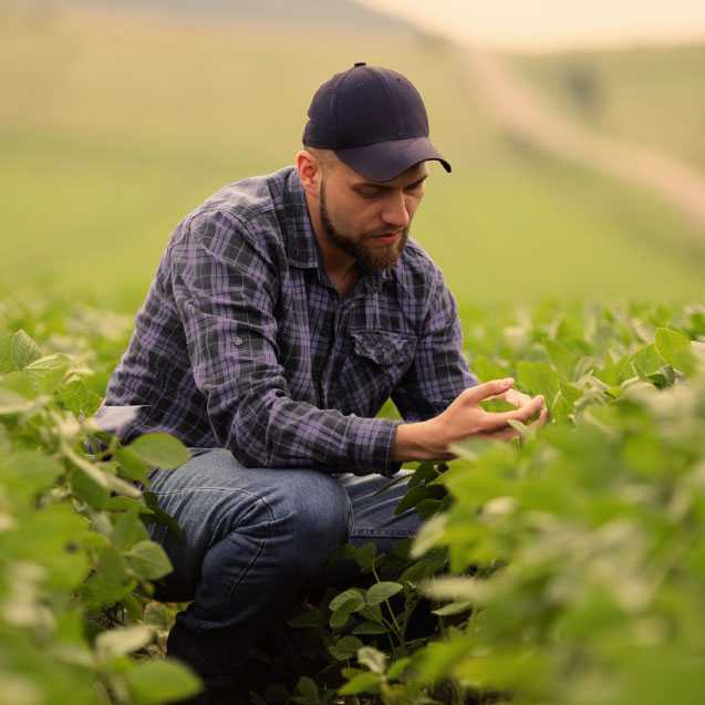 a squatting farmer examining their crop