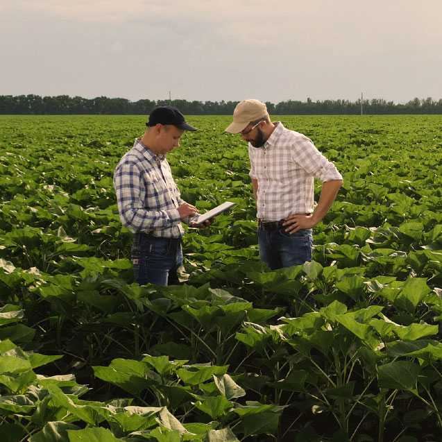 two farmers in a field looking at a clipboard